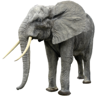 animals & elephants free transparent png image.