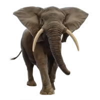 animals & elephants free transparent png image.