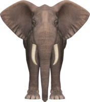 animals & elephants free transparent png image.