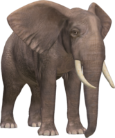 animals & Elephants free transparent png image.