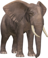 animals & elephants free transparent png image.