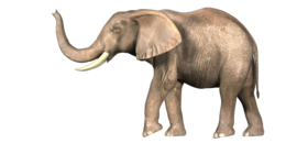 animals & elephants free transparent png image.