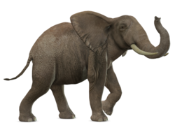 animals & Elephants free transparent png image.