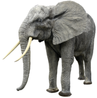 animals & Elephants free transparent png image.