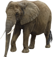 animals & elephants free transparent png image.