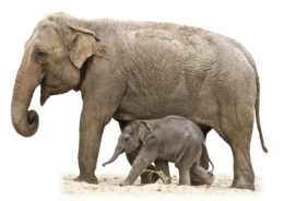 animals & Elephants free transparent png image.