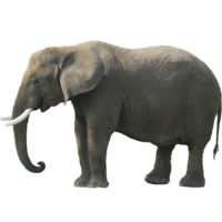 animals & elephants free transparent png image.