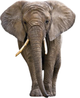 animals & elephants free transparent png image.