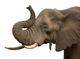 animals & elephants free transparent png image.