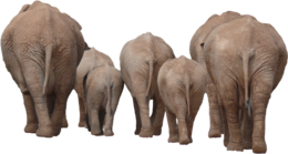 animals & elephants free transparent png image.