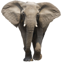 animals & elephants free transparent png image.