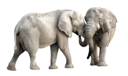 animals & elephants free transparent png image.