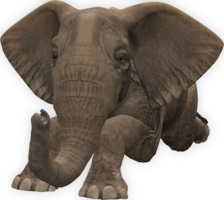 animals & elephants free transparent png image.