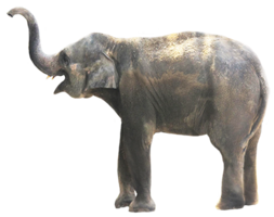 animals & elephants free transparent png image.