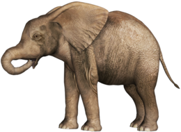 animals & Elephants free transparent png image.