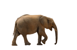 animals & elephants free transparent png image.