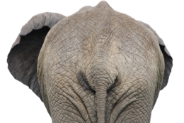 animals & Elephants free transparent png image.