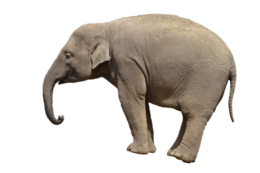 animals & Elephants free transparent png image.