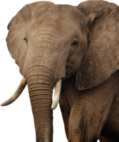 animals & elephants free transparent png image.