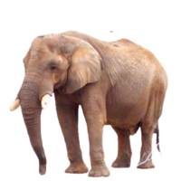 animals & elephants free transparent png image.