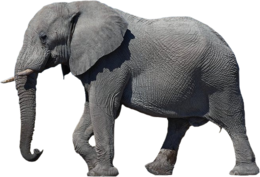 animals & elephants free transparent png image.