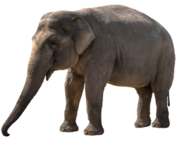 animals & elephants free transparent png image.