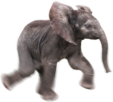 animals & Elephants free transparent png image.