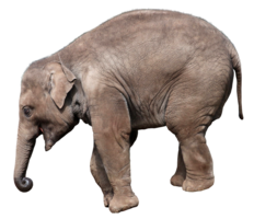 animals & elephants free transparent png image.