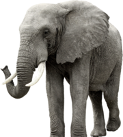 animals & elephants free transparent png image.