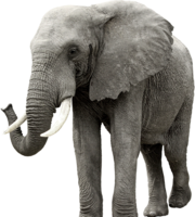 animals & Elephants free transparent png image.