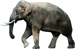 animals & elephants free transparent png image.