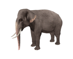 animals & elephants free transparent png image.