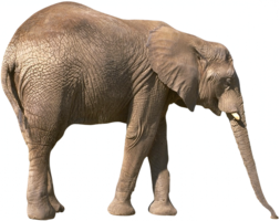 animals & Elephants free transparent png image.