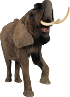 animals & elephants free transparent png image.