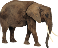 animals & elephants free transparent png image.