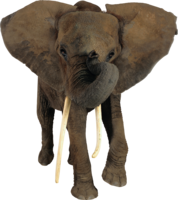 animals & elephants free transparent png image.