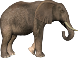 animals & elephants free transparent png image.