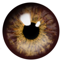 people & eyes free transparent png image.