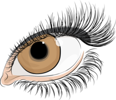 people & eyelash free transparent png image.