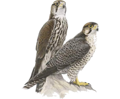 animals & falcon free transparent png image.