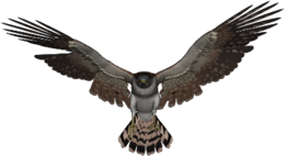 animals & falcon free transparent png image.