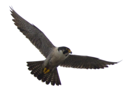 animals & falcon free transparent png image.