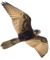 animals & Falcon free transparent png image.