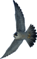 animals & falcon free transparent png image.