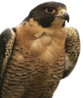 animals & Falcon free transparent png image.