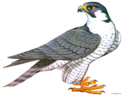 animals & falcon free transparent png image.