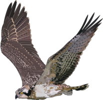 animals & Falcon free transparent png image.