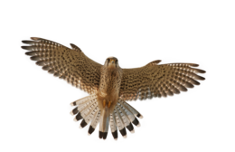 animals & Falcon free transparent png image.