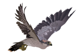 animals & Falcon free transparent png image.