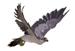 animals & falcon free transparent png image.